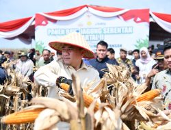 Ketua DPRD Sumsel Hadiri Panen Raya Jagung Serentak